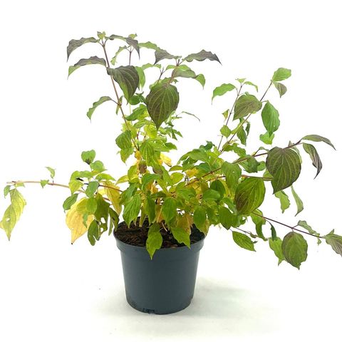 Cornus sanguinea 'Anny's Winter Orange'