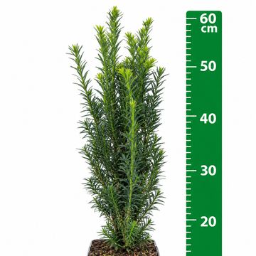 Taxus x media 'Hillii'