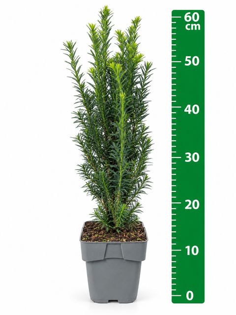 Taxus x media 'Hillii'