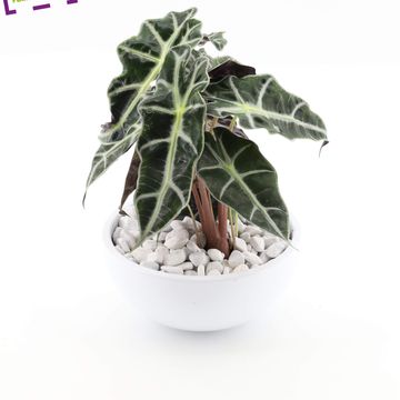 Arrangement Alocasia