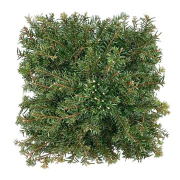 Taxus baccata