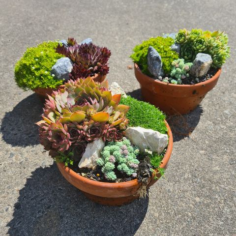 Plantes rocaille MIX