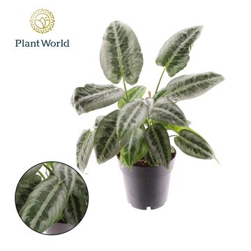 Schismatoglottis motleyana