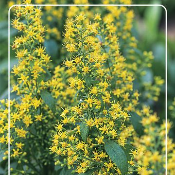 Solidago MIX