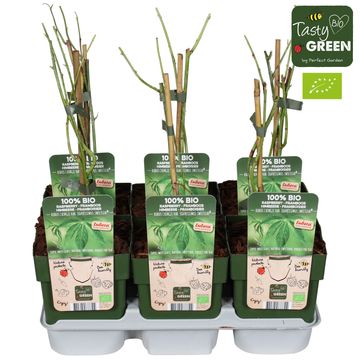 Rubus chingii suavissimus 'Sweetleaf'