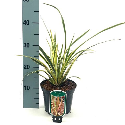 Phormium 'Jester'