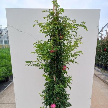 Rosa HEIDETRAUM PLUS