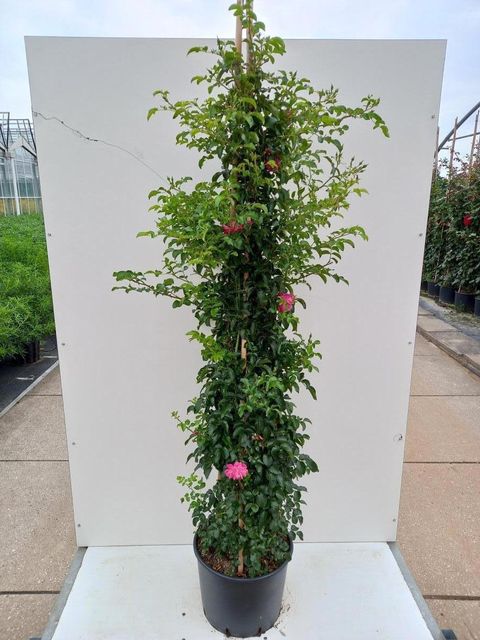 Rosa HEIDETRAUM PLUS