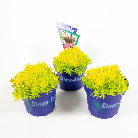 Sedum reflexum 'Yellow Bouquet'