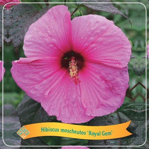 Hibiscus 'Royal Gems'
