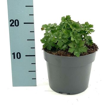 Geranium macrorrhizum 'Ingwersen's Variety'