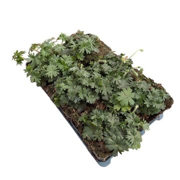 Geranium sanguineum 'Max Frei'
