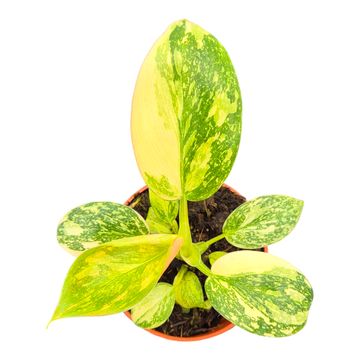 Philodendron 'Green Congo'