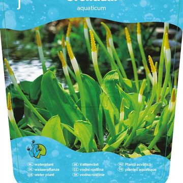 Orontium aquaticum