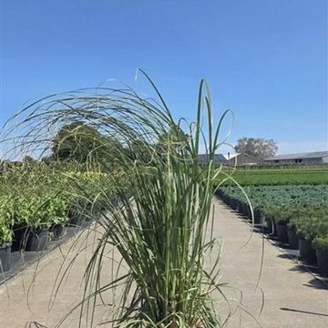 Cortaderia selloana 'Rosea'
