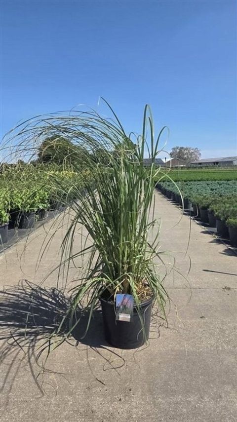 Cortaderia selloana 'Rosea'