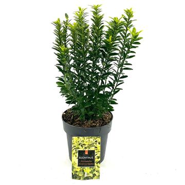 Euonymus japonicus 'Microphyllus Aureovariegatus'