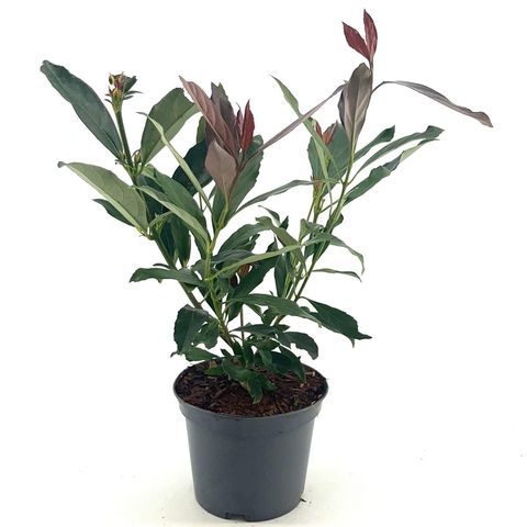 Viburnum odoratissimum COPPERTOP