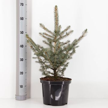 Picea pungens 'Glauca'