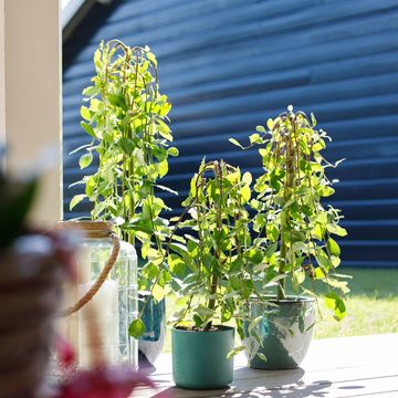 Ива caprea 'Килмарнок'