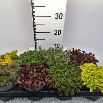 Sedum MIX