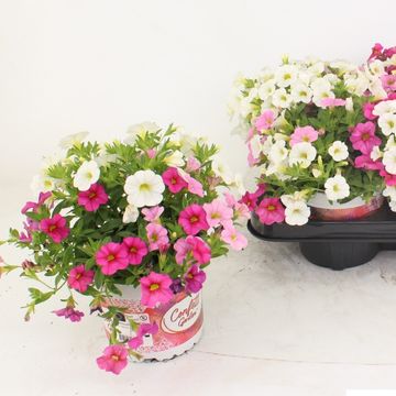 Calibrachoa CONFETTI GARDEN HAWAIIAN PINK FUSION