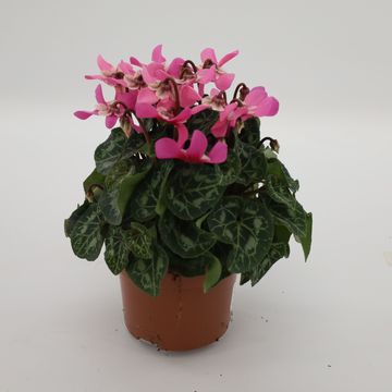 Cyclamen persicum SUPER SERIE DJIX DARK SALMON