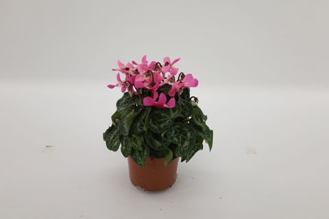 Cyclamen persicum SUPER SERIE DJIX DARK SALMON