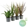 Dracaena MIX