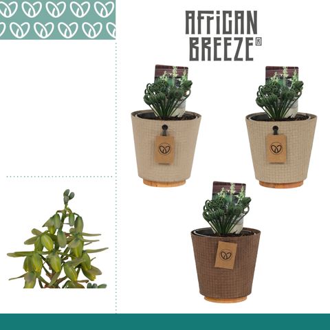 Albuca spiralis 'Frizzle Sizzle'