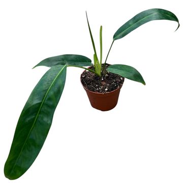 Philodendron patriciae