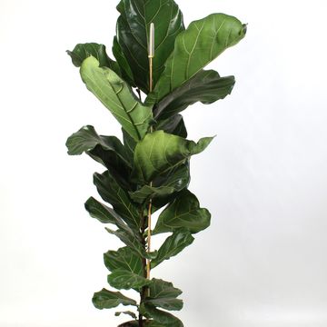 Ficus lyrata