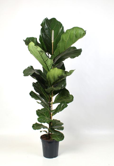 Ficus lyrata