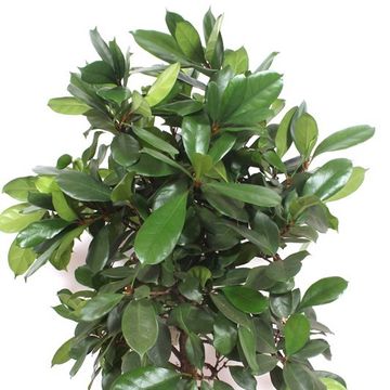 Ficus cyathistipula