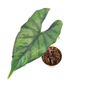 Alocasia princeps 'Purple Cloak'