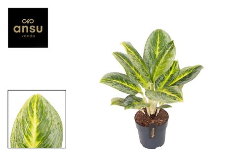 Aglaonema 'Bitter Lemon'