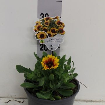 Gaillardia aristata SPINTOP RED STARBURST