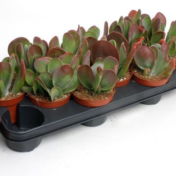 Kalanchoe thyrsiflora 'Oricula'