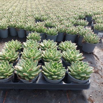 Echeveria agavoides