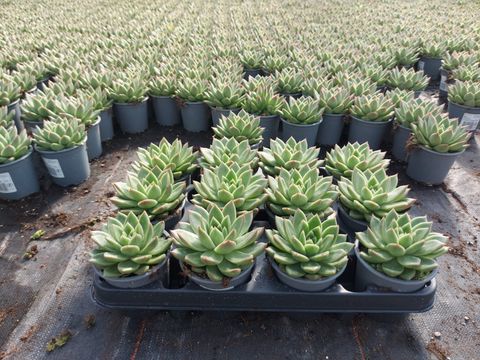 Echeveria agavoides