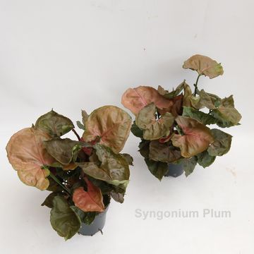 Syngonium 'Plum Allusion'