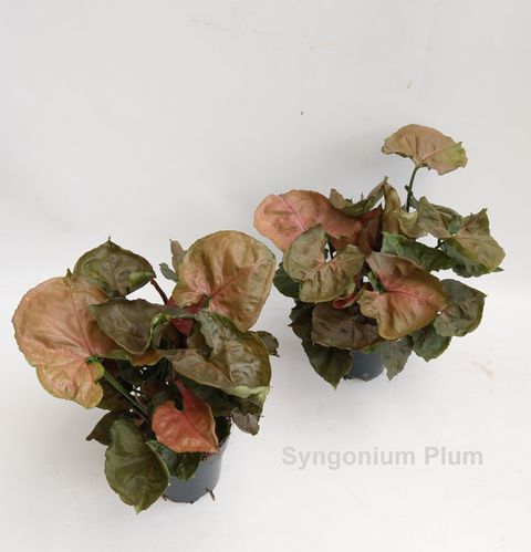 Syngonium 'Plum Allusion'