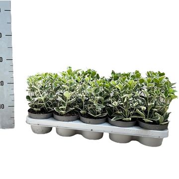 Euonymus japonicus 'Kathy'