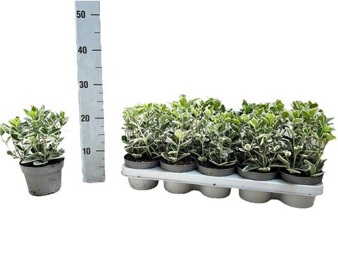 Euonymus japonicus 'Kathy'