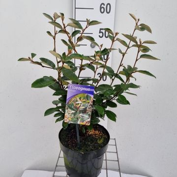 Elaeagnus x ebbingei