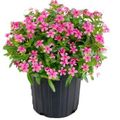 Catharanthus roseus SOIREE KAWAII HOT PINK