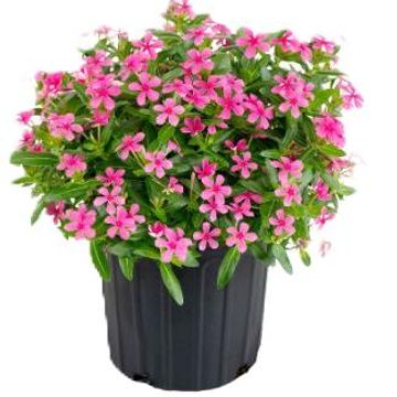 Catharanthus roseus SOIREE KAWAII HOT PINK