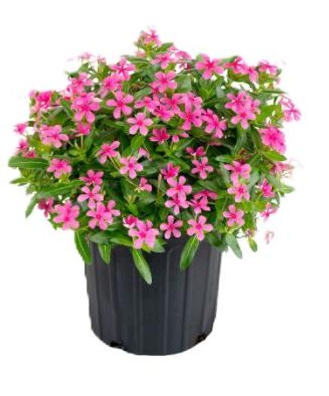Catharanthus roseus SOIREE KAWAII HOT PINK