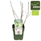 Ribes uva-crispa EASYCRISP MR. GREEN