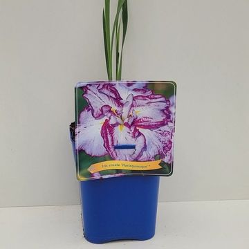 Iris ensata 'Harlequinesque'